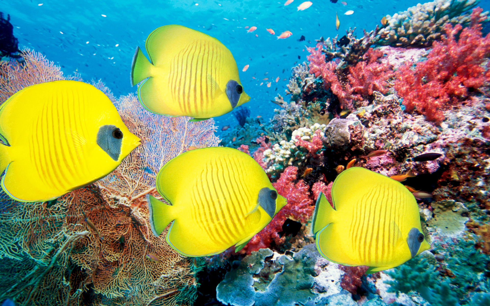 aquarium-fish-tropical-freshwater-hd-127